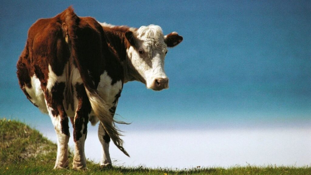 अष्टमीला आईने वाचवले मुलीचे जीवन; मोकाट गायीच्या हल्ल्यापासून बचाव