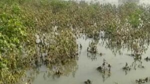 अतिवृष्टीमुळे खराब झालं सोयाबीन; शेतकऱ्यांनी पालकमंत्र्यांना पाठवलं स्पीड पोस्ट