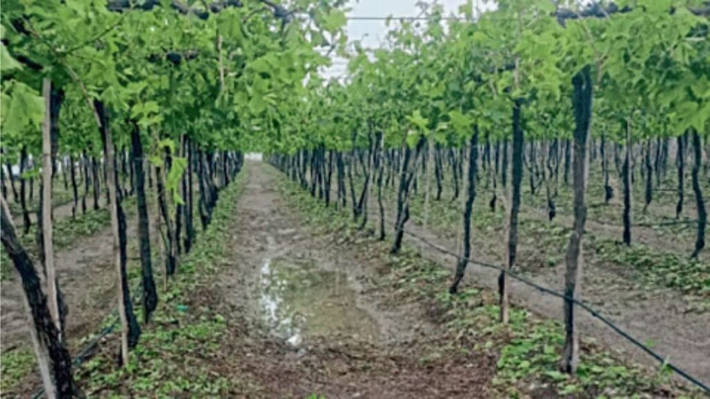 निफाडमध्ये पाच महिन्यांपासून पावसामुळे द्राक्ष बागेचे मोठे नुकसान