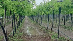 निफाडमध्ये पाच महिन्यांपासून पावसामुळे द्राक्ष बागेचे मोठे नुकसान