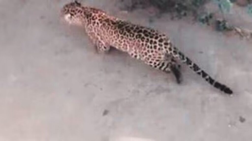 जुन्नर तालुक्यात बिबट्याचा थरार; श्वानावर हल्ला