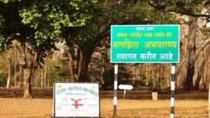 नवेगाव नागझिरा व्याघ्र प्रकल्पात जंगल सफरीची सुरुवात, अल्प प्रतिसाद