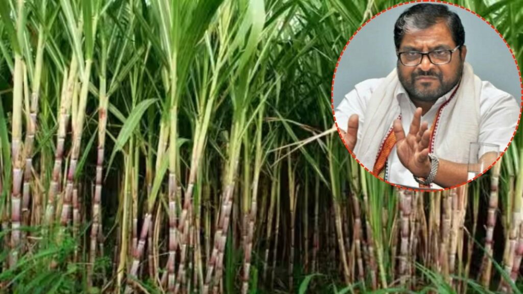 ऊस कपातीच्या निर्णयाला स्वाभिमानी शेतकरी संघटनेचा तीव्र विरोध