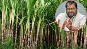ऊस कपातीच्या निर्णयाला स्वाभिमानी शेतकरी संघटनेचा तीव्र विरोध