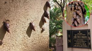 पुण्यातील सतर्कता: आफ्रिकन महाकाय गोगलगायींचा प्रादुर्भाव