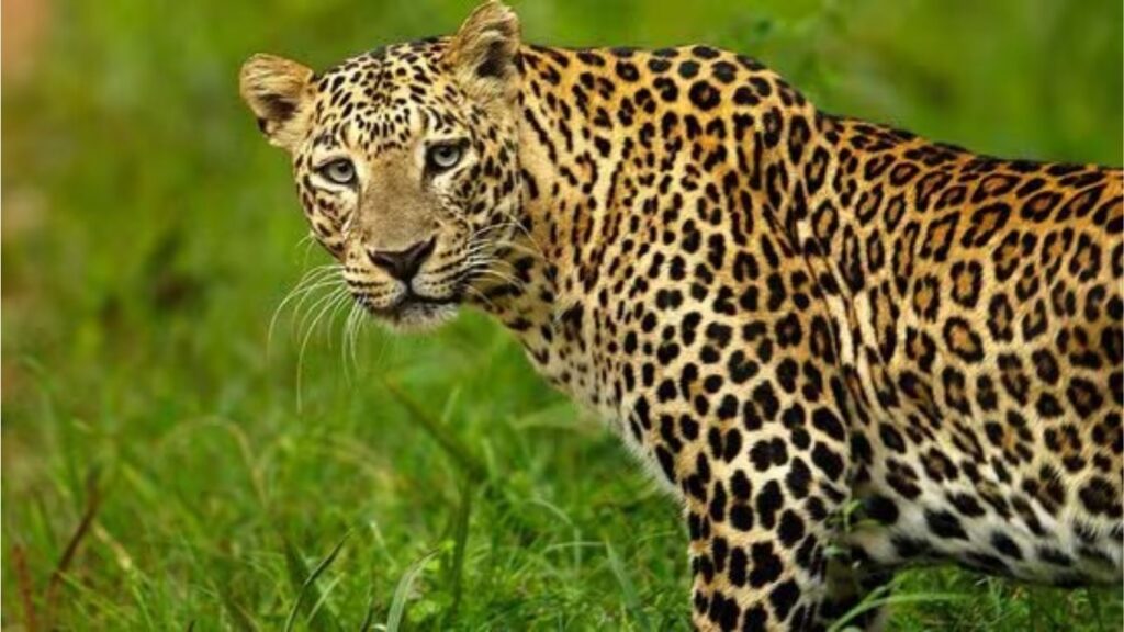 शिरूरमध्ये चिमुकलीवर हल्ला करणारा बिबट्या पकडला; नागरिकांमध्ये अजूनही भीतीचे वातावरण