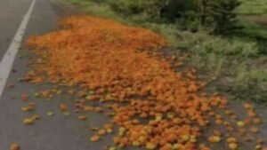 पंढरपूर शेतकऱ्यांचा संताप: झेंडूला 10 रुपये किलो देखील भाव नाही, फुलं रस्त्यावर फेकली