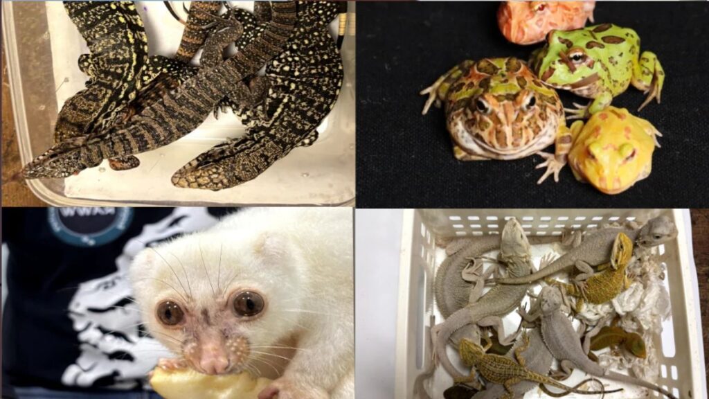 मुंबई विमानतळावर महिला प्रवासी वन्यप्राण्यांची तस्करी करताना पकडली; १५४ प्राणी ताब्यात