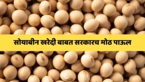 अमरावतीत सोयाबीन शासकीय खरेदी नोंदणीला सुरुवात; नाफेड केंद्रांवर शेतकऱ्यांची गर्दी