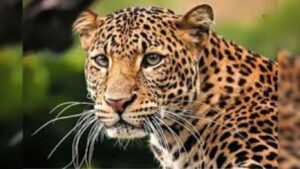 शिरुरमध्ये बिबट्याला गोळ्या घालण्याचे आदेश; चिमुकल्यावर हल्ल्यानंतर वनविभागाची शार्पशूटर टीम दाखल