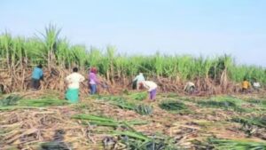 दौंडमध्ये 27 ऊसतोड कामगारांची सुटका; जमीन मालकाने ठेवले होते बंदिस्त