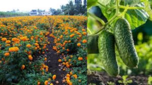 शिरूर तालुक्यात अवकाळी पावसाने शेतकरी उद्ध्वस्त; झेंडू, काकडी आणि फ्लॉवर शेतीचे मोठे नुकसान