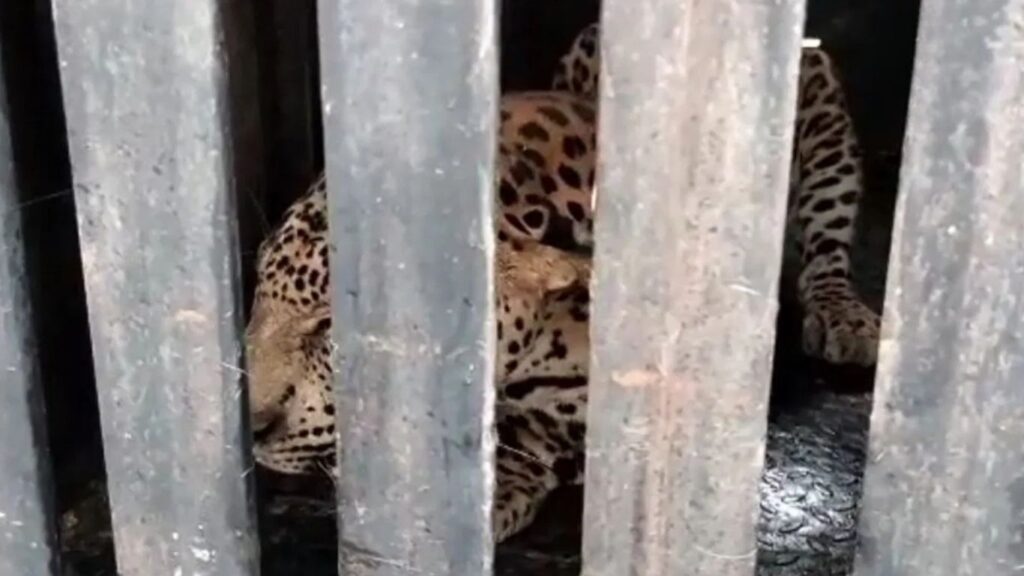 वनमंत्र्यांच्या बैठकीवर ग्रामस्थांचा बहिष्कार; बिबट्याच्या दहशतीत आंदोलन स्थगित, पुढील लढ्याची तयारी