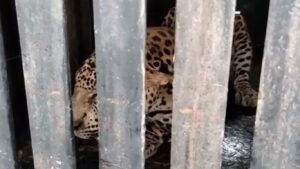 वनमंत्र्यांच्या बैठकीवर ग्रामस्थांचा बहिष्कार; बिबट्याच्या दहशतीत आंदोलन स्थगित, पुढील लढ्याची तयारी