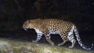 शिरुर तालुक्यातील नरभक्षक बिबट्याचा अखेर अंत; वन विभागाची कारवाई यशस्वी