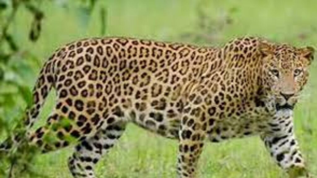 जुन्नर बिबट्या हल्ला: राजुरी गावातील शाळकरी विद्यार्थी थोडक्यात बचावला