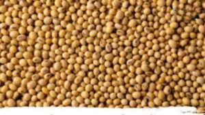 वाशिम बाजार समितीत सोयाबीन दराचा उच्चांक; इतिहासात प्रथमच ३० हजार क्विंटलपेक्षा अधिक आवक