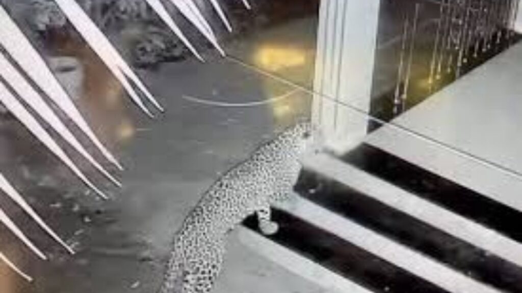 पुण्यात दहशत: आंबेगावच्या थोरादळे गावात एकाच वेळी तीन बिबटे