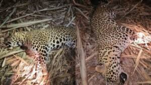 अहिल्यानगर–पुणे मार्गावर कामरगावजवळ वाहनाची धडक; बिबट्याचा मृत्यू, वन विभागाने घेतला ताब्यात