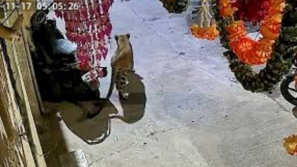 Nashik Leopard Panic: गंगापूर परिसरात दोन बिबटे; एका बिबट्याचा शोध, रहिवाशांत दहशत