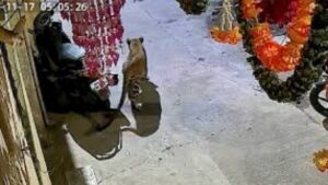 Nashik Leopard Panic: गंगापूर परिसरात दोन बिबटे; एका बिबट्याचा शोध, रहिवाशांत दहशत