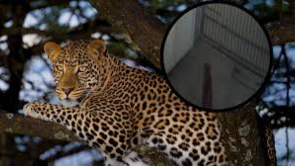नाशिकमध्ये बिबट्याचा धुमाकूळ; सीसीटीव्ही फुटेज समोर, ड्रोनद्वारे शोध मोहीम सुरू