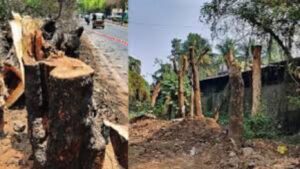 तपोवन झाड कत्तल वादावर महापालिकेचा खुलासा; 1800 वृक्षांचे केवळ सर्वेक्षण, जुन्या झाडांना स्पर्श नाही