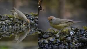 ताम्हिणी घाटात दुर्मिळ ‘युरेशियन ब्लॅक कॅप’ मादी पक्ष्याचे प्रथमच दर्शन