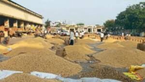 धाराशिवमध्ये सोयाबीन हमीभाव खरेदी केंद्र सुरू; 31 ठिकाणी शेतकऱ्यांना आधारभूत किंमत