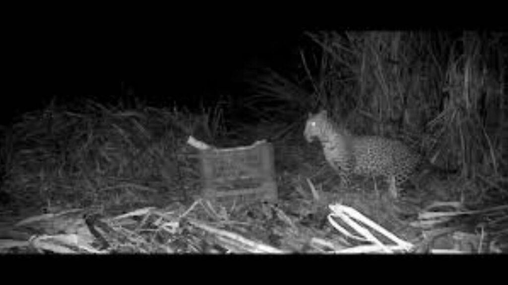 छत्रपती संभाजीनगरात हृदय पिळवटणारी घटना; मानवी हस्तक्षेपामुळे मादी बिबट्याने पिल्लांना नाकारले, दोन बछड्यांची नागपूरला रवानगी