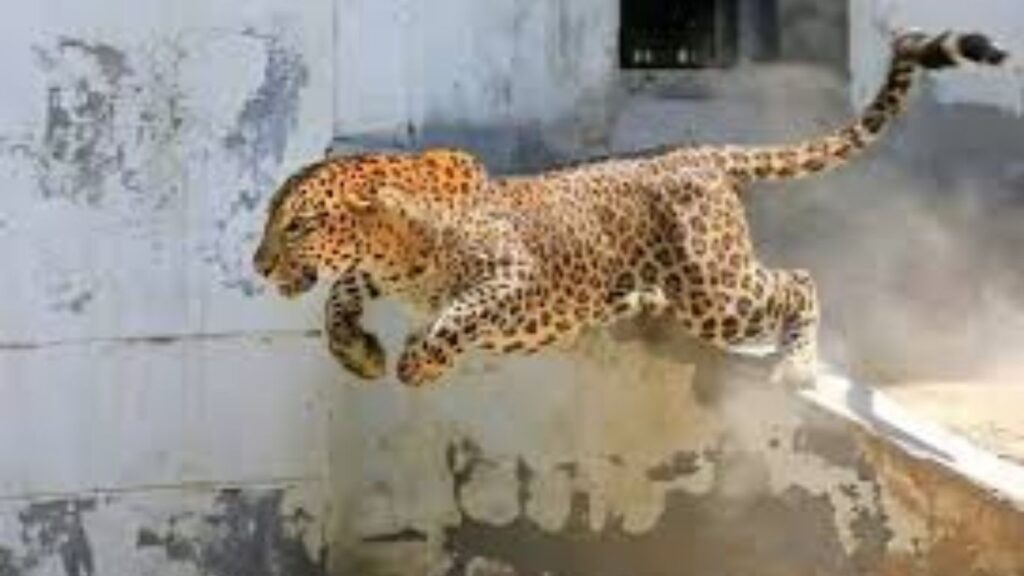Leopard Attack: मावळच्या साळुंब्रे गावात बिबट्याची दहशत; शेतकरी दिलीप राक्षे यांचे धाडस, औंधसह पुण्यात अनेक ठिकाणी बिबट्याची उपस्थिती