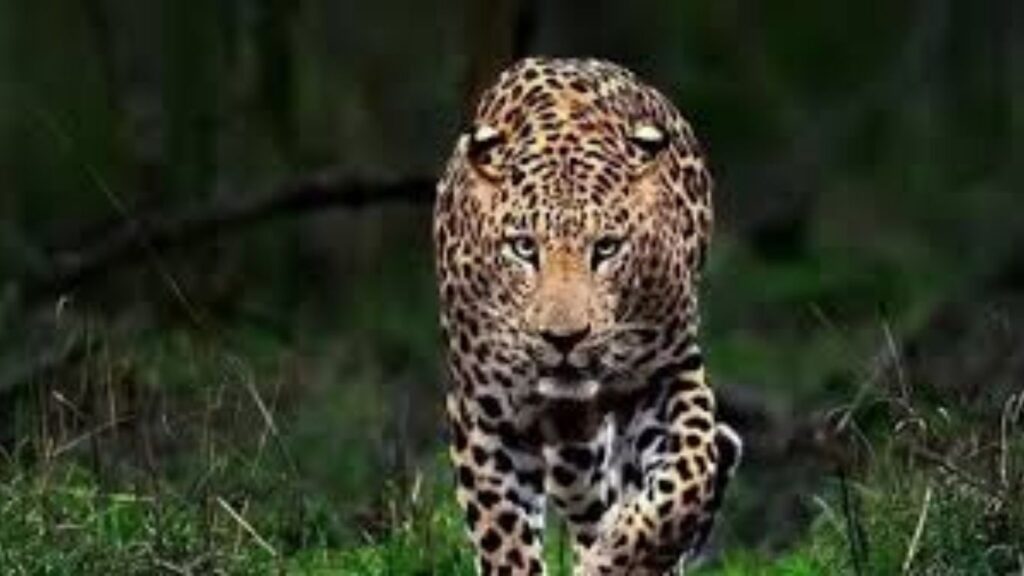 Pune Airport Leopard Alert: बिबट्याच्या दर्शनानंतर तातडीने सुरक्षा प्रोटोकॉलमध्ये बदल; शिडी वापर बंद