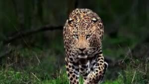 Pune Airport Leopard Alert: बिबट्याच्या दर्शनानंतर तातडीने सुरक्षा प्रोटोकॉलमध्ये बदल; शिडी वापर बंद