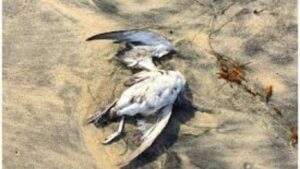 डोंबिवलीत खळबळ! खाडीकिनारी 107 तितर पक्षी मृत; वनविभागाचा पंचनामा सुरू