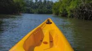 Kayaking in Konkan: सिंधुदुर्गात कायाकिंगचा नवा ट्रेंड; कांदळवन सफारी आणि मोफत फिश मसाजचा अनुभव