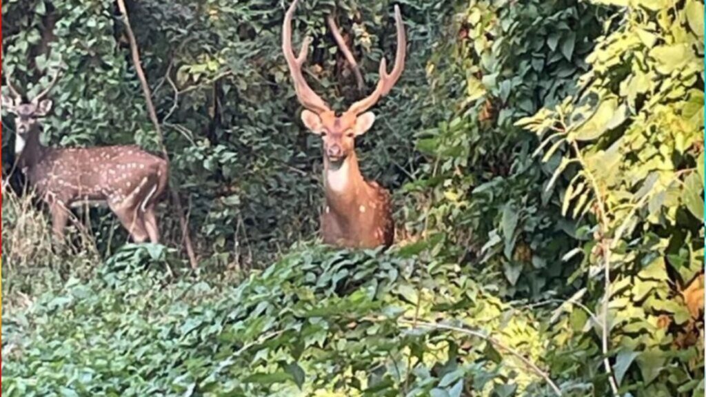 पुण्यात NDAजवळ ब्लॅकबकची वावर; चंदणी चौक–NDA मार्गावर वन्यजीव हालचालींनी वाढली चिंता