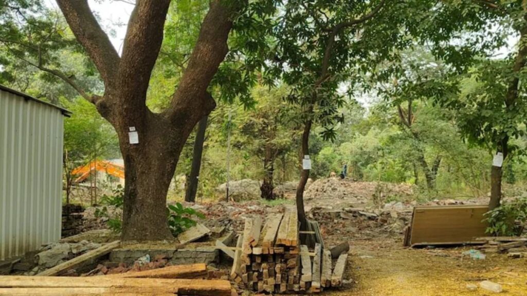 Tree Cutting: तपोवन चर्चेदरम्यान पालघर व ठाण्यात मोठी वृक्षतोड उघड, पर्यावरणप्रेमींचा संताप