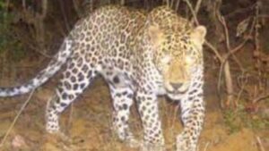 Alibaug Leopard Alert: नागाव परिसरात बिबट्याची दहशत; दुकाने–शाळा बंद, वन विभागाचा सर्च ऑपरेशन सुरू