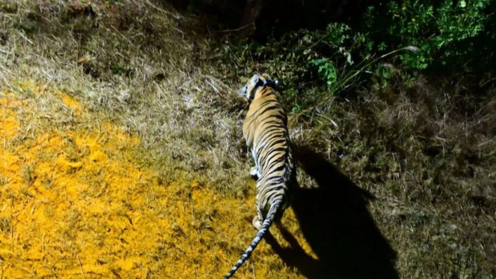 Operation TARA: ताडोबाची ‘तारा’ सह्याद्रीच्या जंगलात! मादी वाघीण T7-S2 चे यशस्वी सॉफ्ट रिलिज