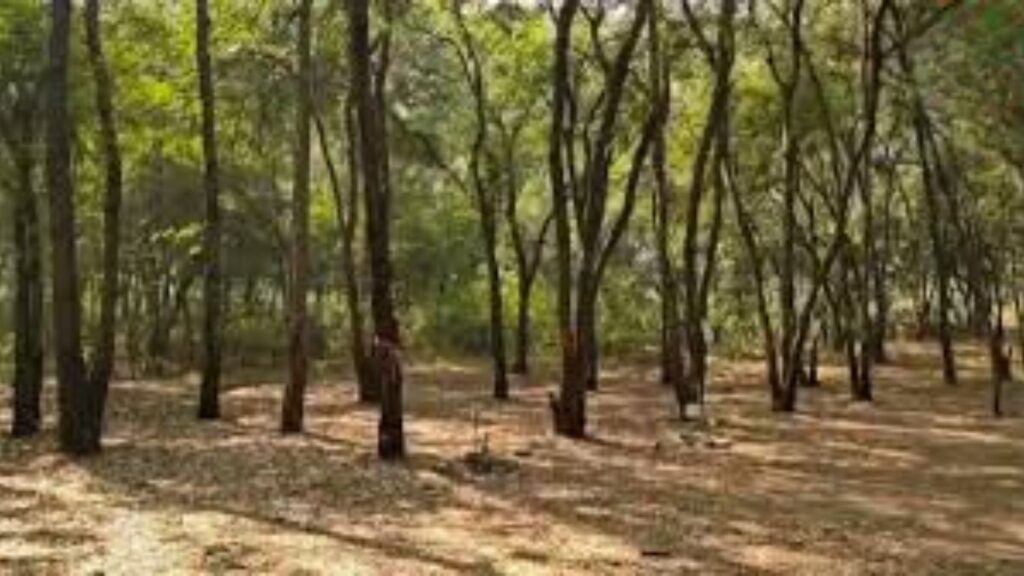 Nashik Tapovan Tree Cutting: तपोवनमध्ये 300 झाडांची कत्तल; पर्यावरणप्रेमींचा विरोध दुर्लक्षित