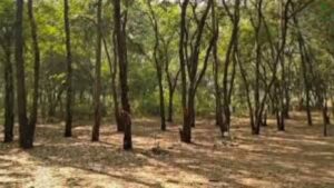 Nashik Tapovan Tree Cutting: तपोवनमध्ये 300 झाडांची कत्तल; पर्यावरणप्रेमींचा विरोध दुर्लक्षित