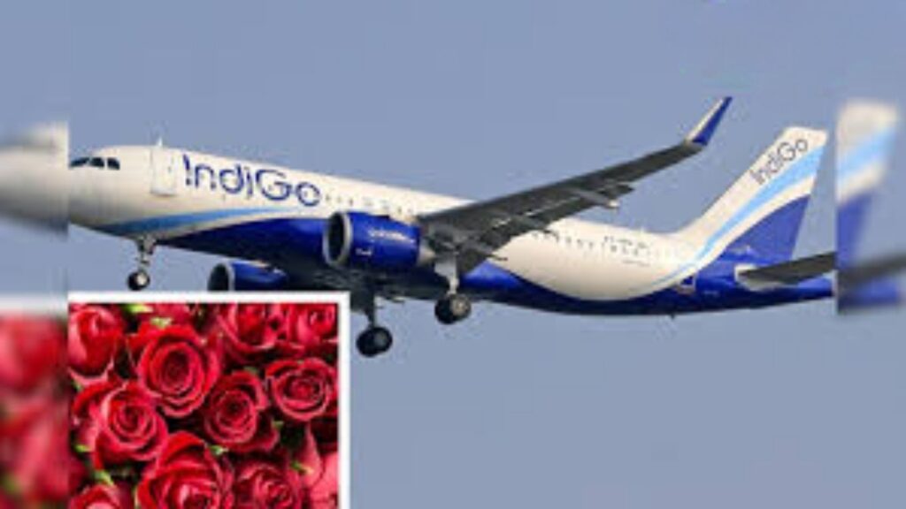 Pune News : इंडिगोच्या गोंधळामुळे गुलाब शेतकऱ्यांचे 10 कोटींचे नुकसान; 5 दिवसांत फुले पाण्यात