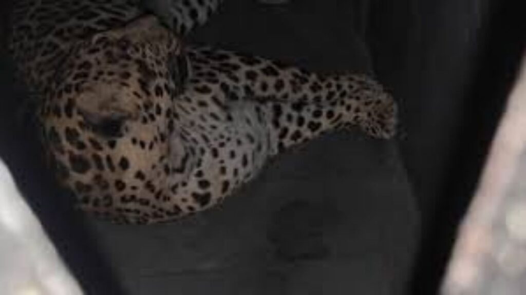 पुणे विमानतळ परिसरातील बिबट्या अखेर जेरबंद; वन विभागाची संयुक्त मोहीम यशस्वी