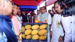 Junnar Gold Mango: ‘जुन्नर गोल्ड’ आंब्याला केंद्र शासनाची अधिकृत मान्यता; हापूस-केशर-राजापुरीचा अनोखा संगम