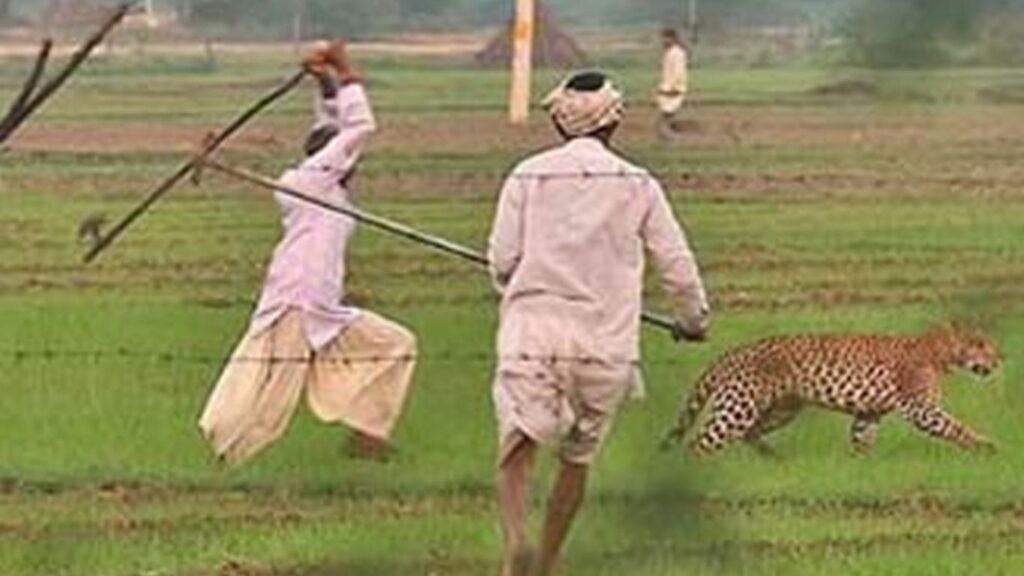 वन्य प्राण्यांचा वाढता धोका: 10 महिन्यांत 47 मृत्यू, पाच वर्षांत 377 जणांचा बळी