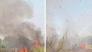 लोणी काळभोरमध्ये ऊसाला आग; कदमवाकवस्ती येथे अडीच एकर ऊस जळून खाक, शेतकऱ्याचे 5 लाखांचे नुकसान