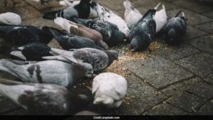 Mumbai News: कबुतरांना दाणे टाकणं पडलं महागात! मुंबईत पहिलीच कायदेशीर कारवाई, व्यापाऱ्याला 5 हजारांचा दंड