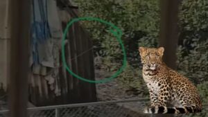 Leopard in Thane: ठाण्यात बिबट्या दिसल्याचा VIDEO व्हायरल; वनविभाग व पोलिसांची तातडीची शोध मोहीम