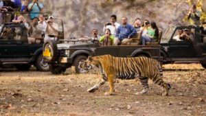 ताडोबा-अंधारी व्याघ्र प्रकल्पावर केंद्र सरकारचे लक्ष; संसदीय पॅनलकडून संवर्धन आव्हानांचा आढावा
