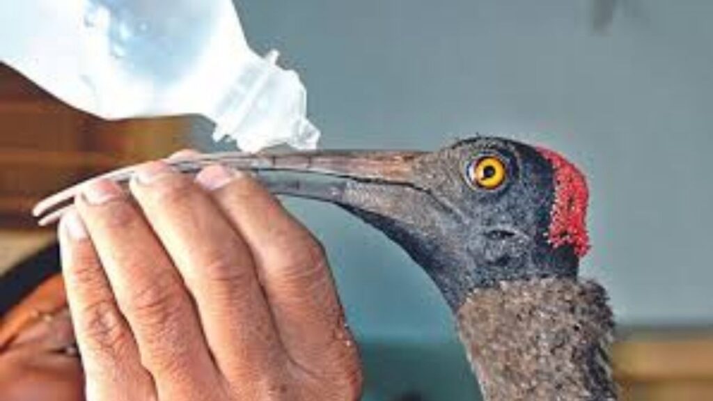 नायलॉन मांजाचा फास! संक्रांतीत पतंगबाजीमुळे मुंबईत ७२ पक्षी जखमी, ८ मृत्यू